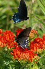 Enlarge photo 54