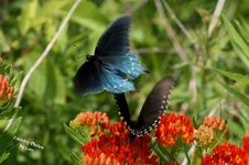 Enlarge photo 39