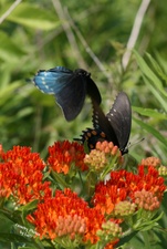 Enlarge photo 38