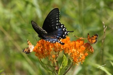 Enlarge photo 45