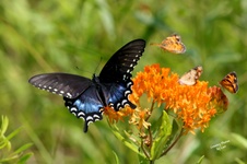 Enlarge photo 53