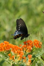 Enlarge photo 51