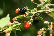 Enlarge photo 37