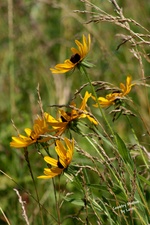Enlarge photo 35