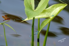 Enlarge photo 33