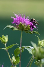 Enlarge photo 31