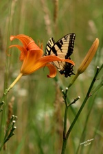 Enlarge photo 48