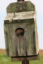 Enlarge photo 67