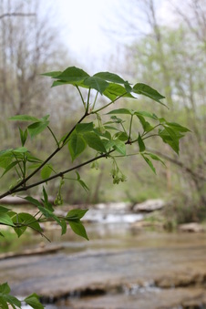 Enlarge photo 55