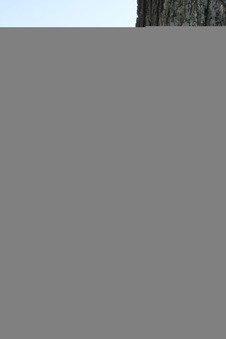 Enlarge photo 51