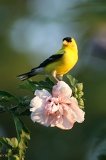 More of nature