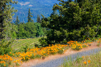 Enlarge photo 30