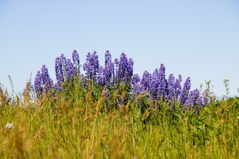 Enlarge photo 45