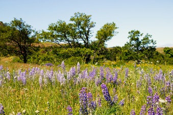Enlarge photo 51
