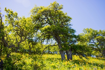 Enlarge photo 60