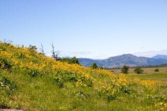 Enlarge photo 61