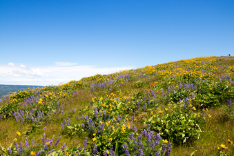 Enlarge photo 99