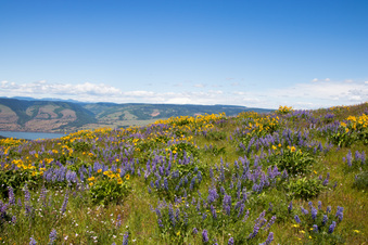 Enlarge photo 100