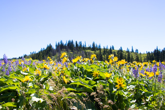 Enlarge photo 124