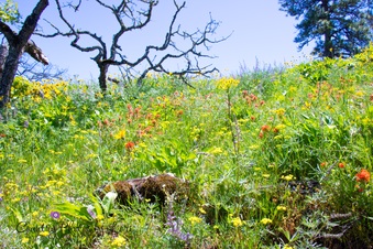 Enlarge photo 137