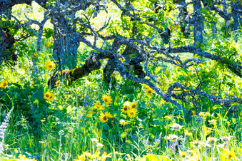 Enlarge photo 141