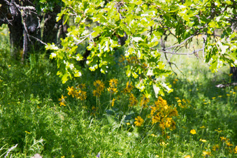 Enlarge photo 155