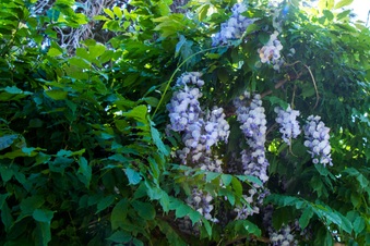 Enlarge photo 178
