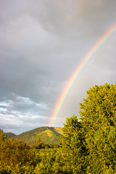 Enlarge photo 335
