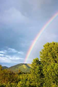 Enlarge photo 336