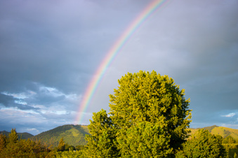 Enlarge photo 337