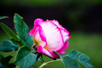 Enlarge photo 374