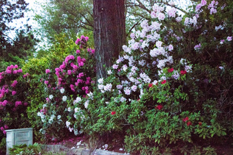 Enlarge photo 378