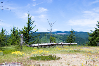 Enlarge photo 379