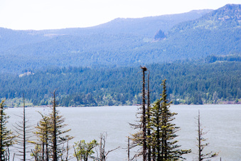 Enlarge photo 381
