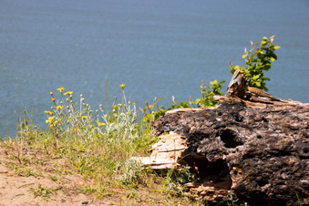 Enlarge photo 384