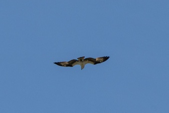 Enlarge photo 406