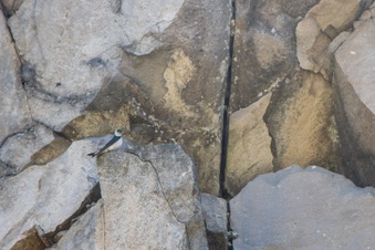 Enlarge photo 413