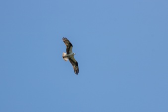 Enlarge photo 415