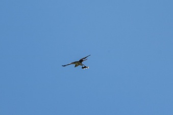 Enlarge photo 416