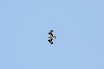 Enlarge photo 417