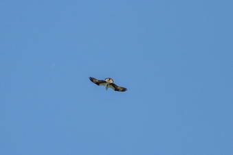 Enlarge photo 418