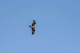 Enlarge photo 419