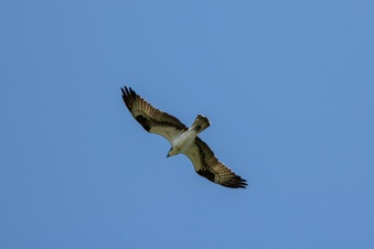 Enlarge photo 421