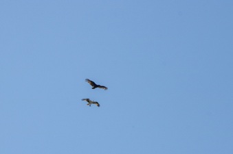 Enlarge photo 422