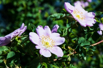 Enlarge photo 448