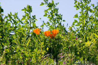 Enlarge photo 449
