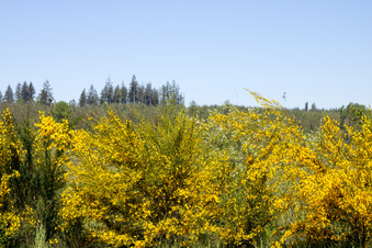Enlarge photo 455