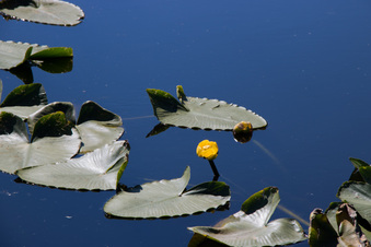 Enlarge photo 462