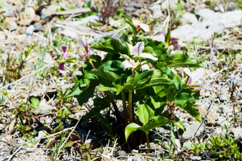 Enlarge photo 496