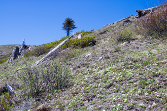 Enlarge photo 500